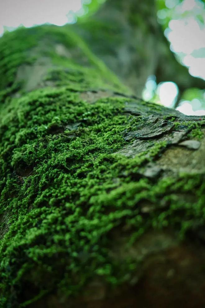星空中国体育网站从微单、手机到运动相机谁才是最适合记录生活的「它」(图3)