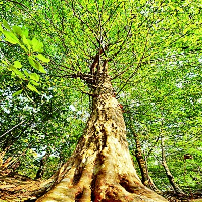 星空官方体育浙江清凉峰：峰峦叠翠云雾里 呦呦鹿鸣山涧中(图2)