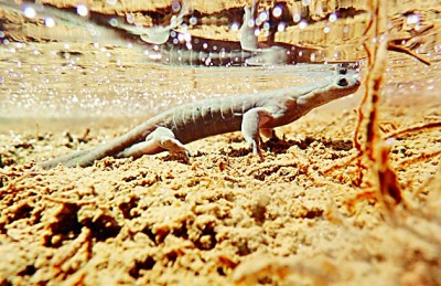 星空官方体育浙江清凉峰：峰峦叠翠云雾里 呦呦鹿鸣山涧中(图4)