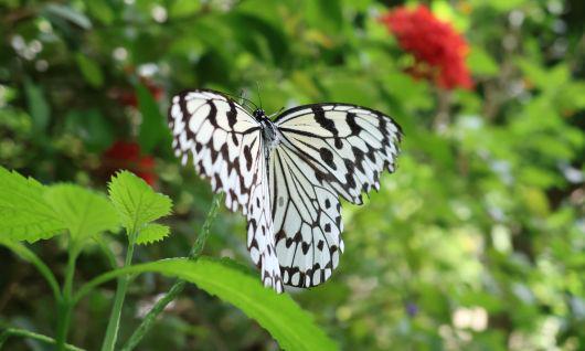 佳能在CP+2025  与你共享影像魅力(图3)